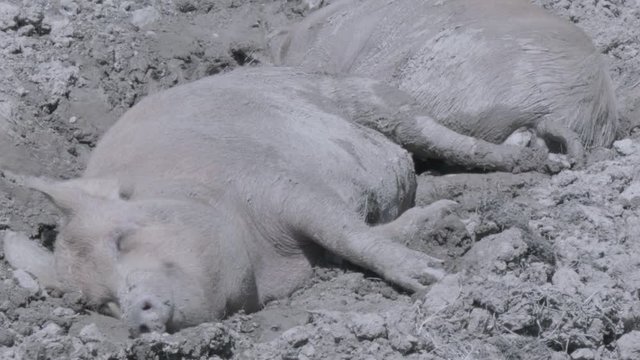 Pig sleeping happily in the mud in a sunny day.