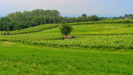 Vineyards of San Colombano hill