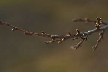 buds on cherry in early spring