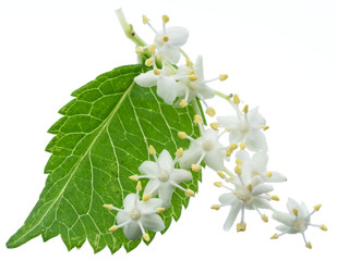 Elderberry inflorescence on white background.
