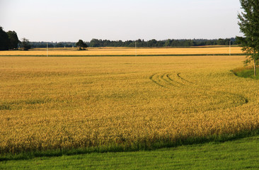 Large field with grass and forest trees