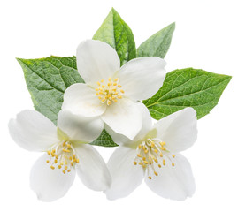 Naklejka na ściany i meble Blooming jasmine branch isolated on white.