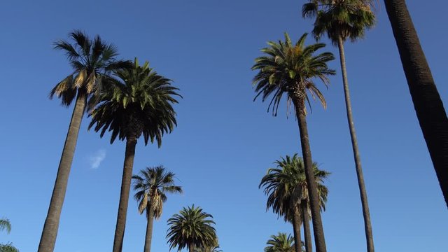 Driving under palm trees in Beverly Hills, California. Camera looks up and moves slowly. Tall California palm trees against blue sky.
