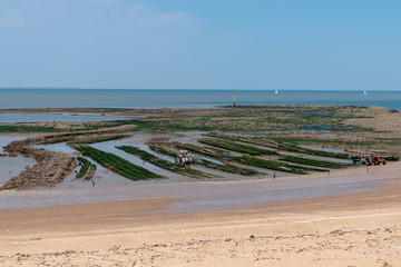Oyster Parks Countryside of Ile d'Aix in France