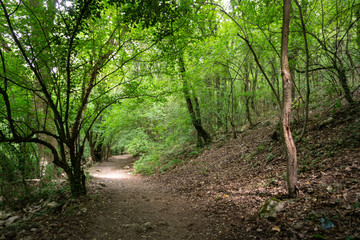 warm sunny day in a mysterious green forest