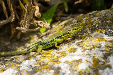 the lizard basks on a stone