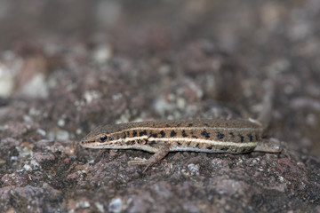 Jerdon's lacerta, Ophisops jerdonii, Saswad, Maharastra, India