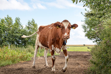 Playful oncoming cow. Young red pied cow walks with swinging tail on a milk path under a blue sky...