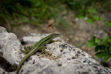 Naklejka na ściany i meble the lizard basks on a stone