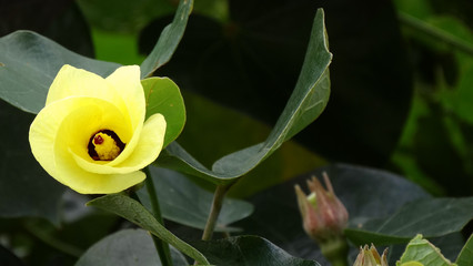 A yellow hibiscus tiliaceus flower blooming on the tree, a common coastal plant, well adapt to grow in coastal environment in that it tolerates salt and water logging. © isparklinglife
