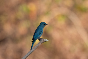 Verditer flycatcher, Eumyias thalassinus, Sinhagad, Maharashtra, India