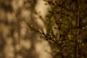  flowering sprigs of cherries in the interior, in a vase