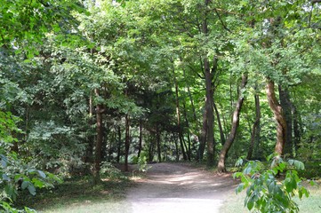 Fototapeta na wymiar the forest with many green trees near the castle schönnbrunn, vienna 2019
