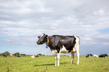 Mooing black and white cow. Shiny black pied friesian holstein cow, in the Netherlands, standing on grass in a meadow, at the background a few cows and a cloudy sky.