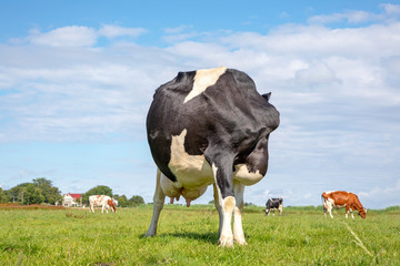 Cow with no head, with an itch, flexible licking her bum in a green meadow under a blue sky.