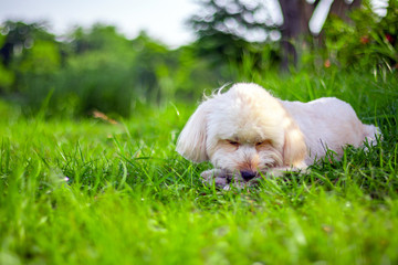 The dog sleep at the view, Looking up brown cute poodle puppy sitting on ground, Cute white poodle dog on green park background, background nature, relax pet, puppy poodle dog sit down looking