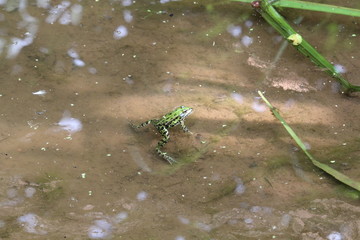 Wasserfrosch im Wasser