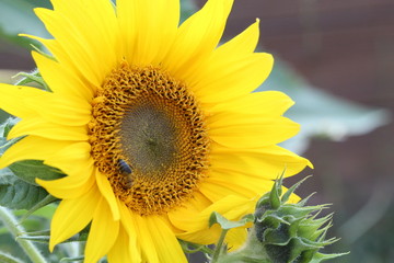 Sonnenblume mit Biene