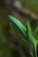 young leaves of a plant in early spring