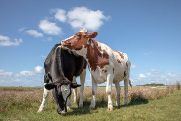 Red and white cow playfully licks, cuddling a black and white cow in the salt marshes of the island Schiermonnikoog.