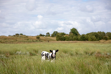 Newly born black fur calf stands in the tall grass in salt marshes of the island of Schiermonnikoog, the Netherlands.