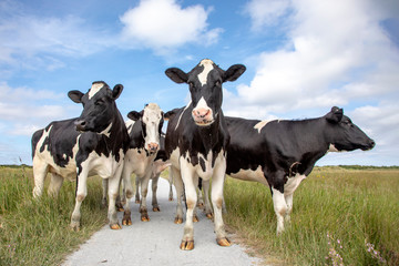 Group of cows, standing on a path in a pasture, black and white friesian holstein, under a blue sky...