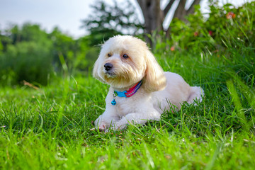The dog sleep at the view, Looking up brown cute poodle puppy sitting on ground, Cute white poodle dog on green park background, background nature, relax pet, puppy poodle dog sit down looking