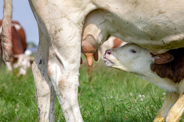 Calf, montbeliarde, going to drink milk, peeks up, with the udders of her standing, suckling mother...