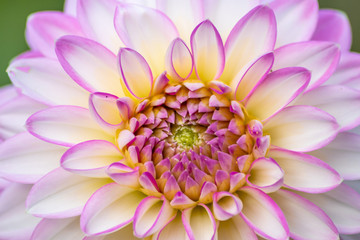 Farbenpr&auml;chtige Ball-Dahlie mit verschiedenen Farbschattierungen und sch&ouml;nen Bl&uuml;tenkelchen zeigen die Sch&ouml;nheit von Sommer und Fr&uuml;hling im Garten