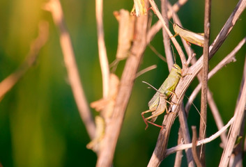 Several Young grasshoppers in the wild sitting on a tree Bush