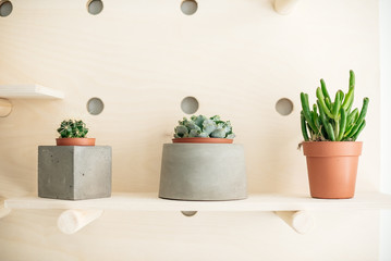 cacti and succulents in cement pots are on the shelf