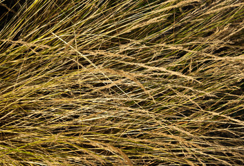 Background with dry grass 
