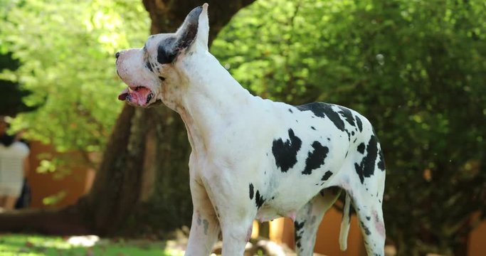 Great dane pure bred dog with dots in outdoor nature