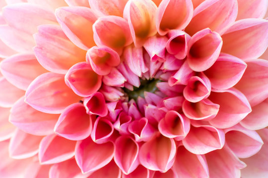 Farbenpr&auml;chtige Ball-Dahlie mit verschiedenen Farbschattierungen und sch&ouml;nen Bl&uuml;tenkelchen zeigen die Sch&ouml;nheit von Sommer und Fr&uuml;hling im Garten