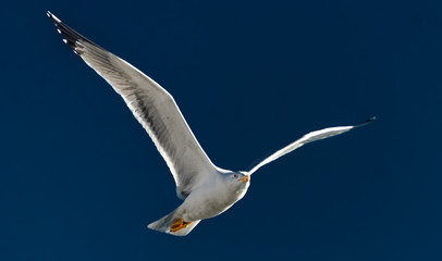seagull