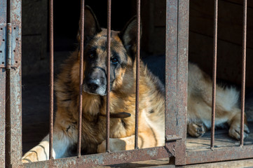 service dog german shepherd in aviary