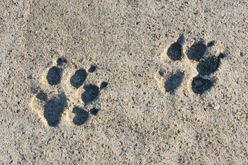 Two footprint of a dog on cement concrete floor background. Abstract animal track texture. Paw print on the road. Top view.