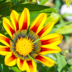 beautiful gazania flowers blooming background close up