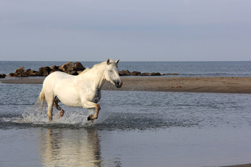 cheval dans la mer