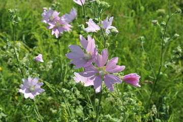 Obraz na płótnie Canvas Pale pink wild mallow blooms in a meadow in summer