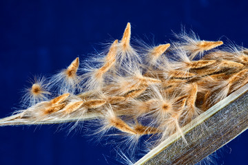 Close up of oleander seeds on a blue background.