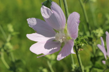  Pale pink wild mallow blooms in a meadow in summer