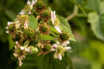 Close-up shot of green berry berries