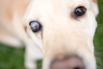 One eye blind Labrador Retriever Dog