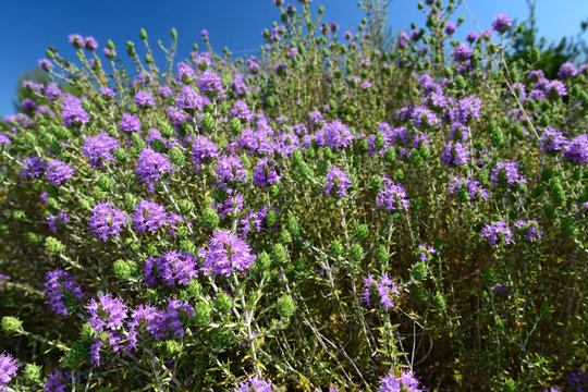 bl&uuml;hender Thymian (Thymus) auf dem Peloponnes, Griechenland - thyme on Peloponnese, Greece