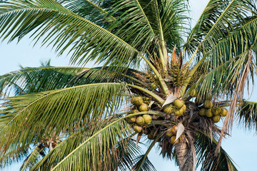 Green coconuts growing on palm tree. Close up.