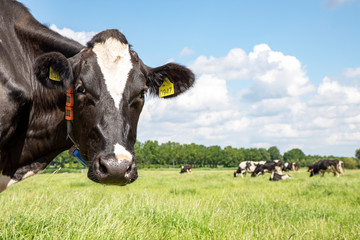 Looking around the corner, close up of a head of a spotted pretty cow with yellow ear tags, standing in a pasture with in de background a blue sky with clouds. © Clara