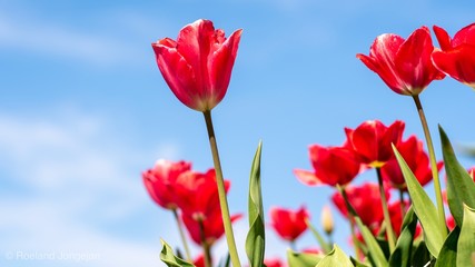 red tulips on background of blue sky