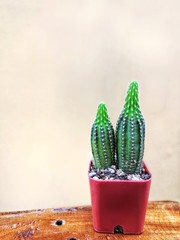 cactus in a pot
