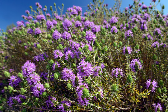 bl&uuml;hender Thymian (Thymus) auf dem Peloponnes, Griechenland - thyme on Peloponnese, Greece